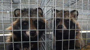 Dozens of viruses detected in Chinese fur farm animals