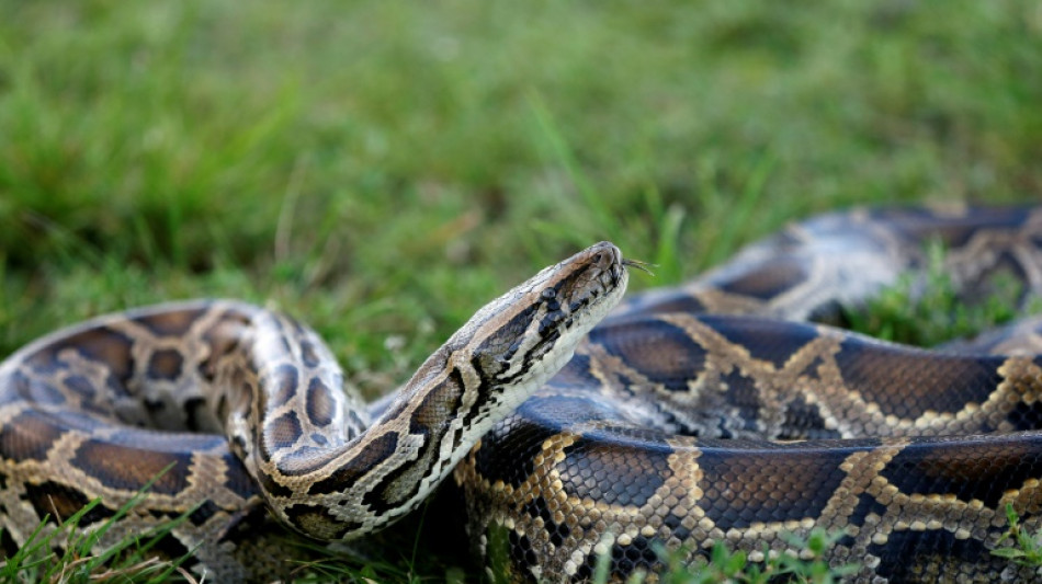 Una ONG afirma haber medido la pitón birmana más larga jamás encontrada en Florida