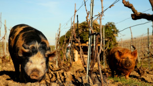 En Champagne, des cochons de "précision" pour toiletter les vignes 