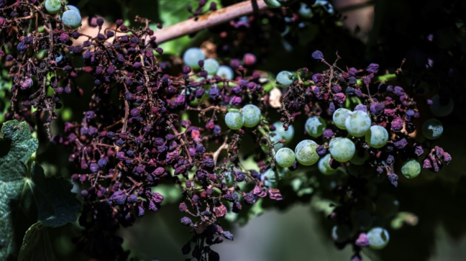 Entre gel, mildiou ou sécheresses, la production mondiale de vin au plus bas depuis 1961