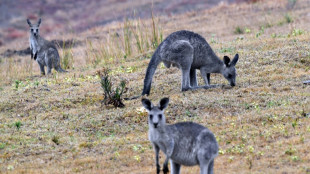 Tuer les kangourous pour leur épargner la famine