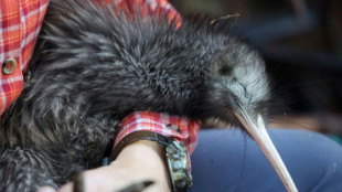 New Zealand store pulls kiwi chew toys after conservation backlash