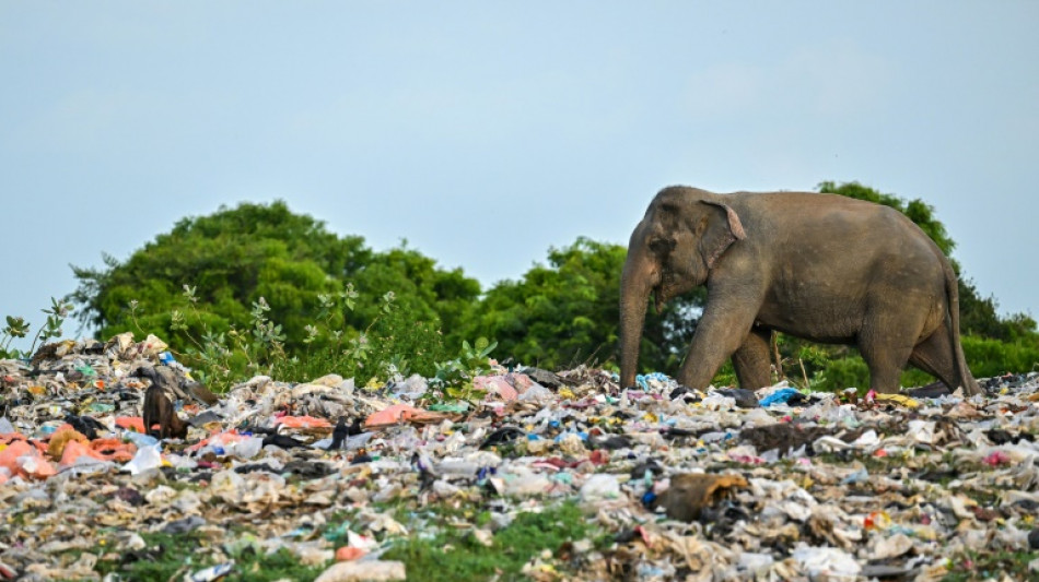 Jumbo problem: Sri Lanka's battle with plastic pollution