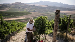 Harvest starts very early in Sicily's drought-hit vineyards