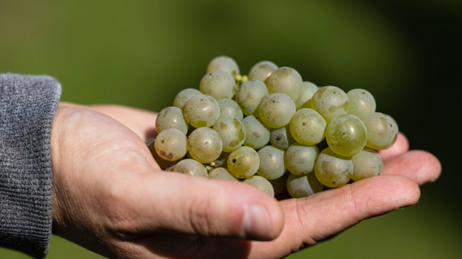 El vino, otro damnificado del cambio climático que busca soluciones en la COP27