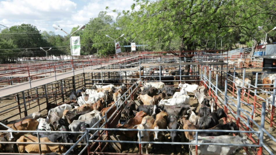 Au Nicaragua, l'industrie bovine piétine la forêt et les indigènes, selon un documentaire