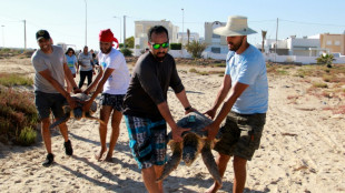 Turtles freed in Tunisia with tracking monitor