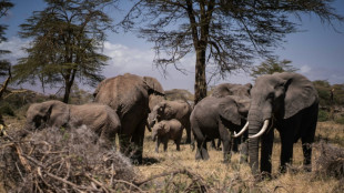 Kenya: mort d'une éléphante qui avait survécu cinq fois à des braconniers