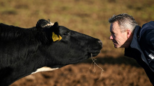 Dans les fermes anglaises, la colère ne faiblit pas contre le gouvernement travailliste