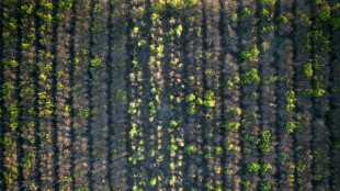 La sequía pone en jaque la producción de yerba mate en Argentina 