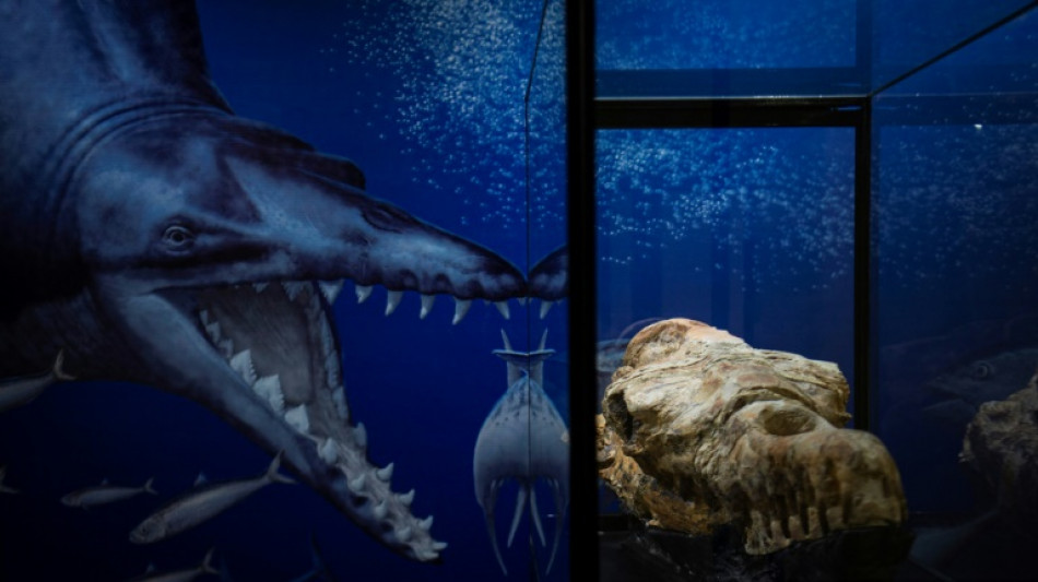 36-million-year-old whale fossil found in Peruvian desert
