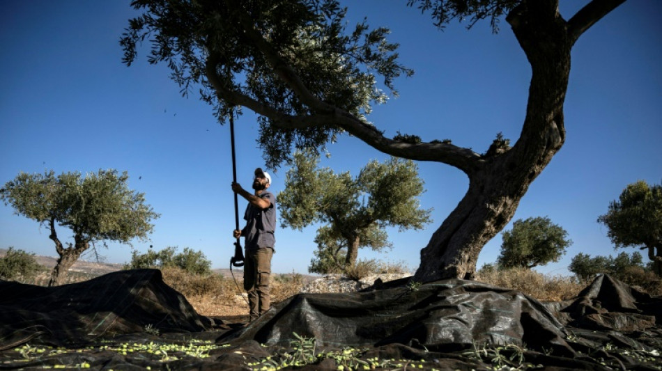 En Cisjordanie occupée, les colons menacent la récolte des olives