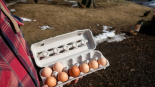 Preis für Eier in Deutschland vergleichsweise moderat gestiegen 