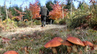 Ehepaar verirrt sich beim Pilzesammeln und muss stundenlang im Dunkeln ausharren