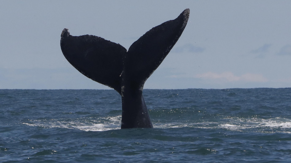 Inusuale avvistatamento di balena megattera in Danimarca