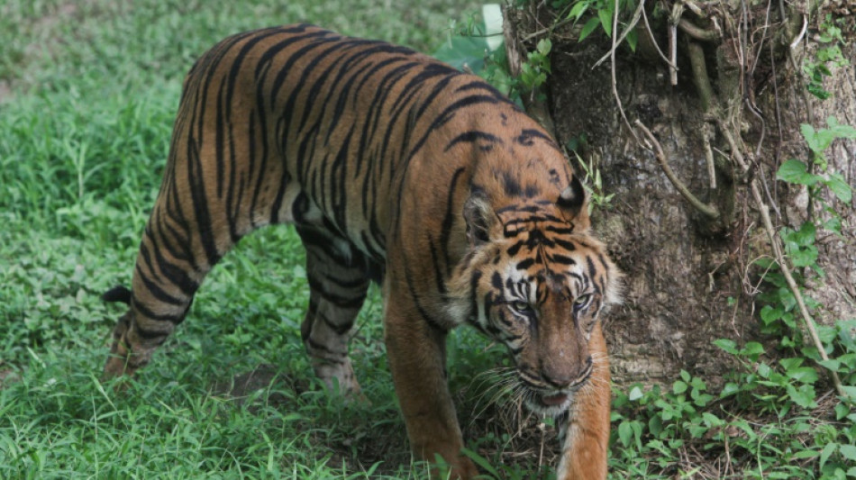 Indonesia hunts clues as study suggests Javan tiger may still exist