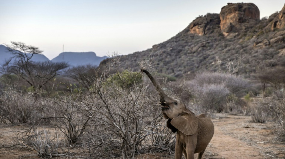 Hunderte Elefanten, Gnus und Zebras wegen schwerer Dürre in Kenia verendet