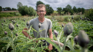 L'artichaut, légume en péril ? 