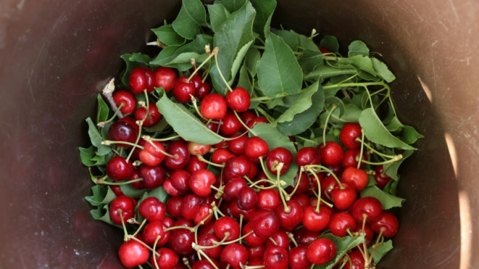 Frühe Blüte und späte  Fröste: Schlechte Kirschenernte in diesem Sommer