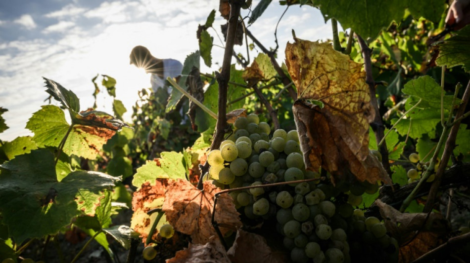 Dans le vignoble nantais, la "révolution" du muscadet